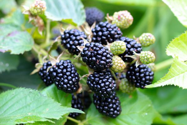 Blackberry Bush Removal in Los Angeles