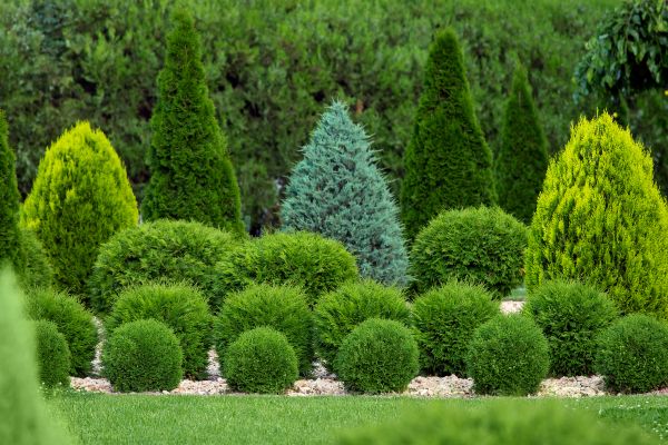 Cost of Bush Shaping Service in Los Angeles