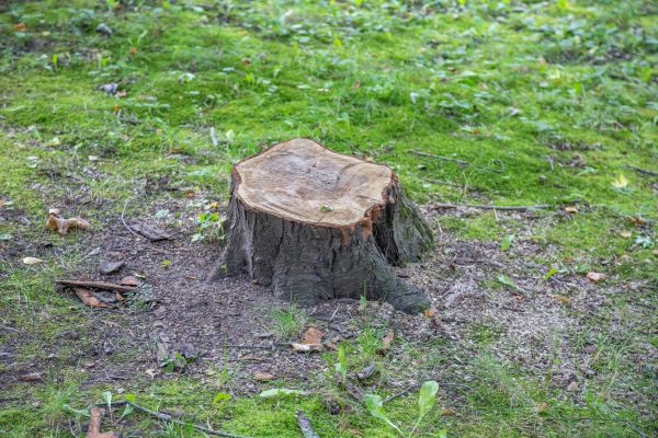 Bush Stump Removal in Los Angeles