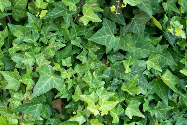 Cost of English Ivy Removal in Los Angeles