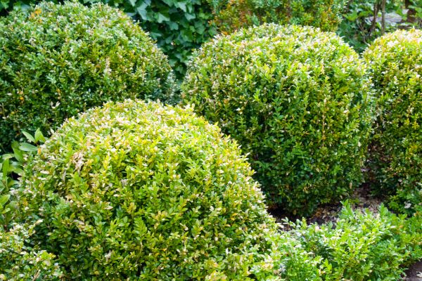 Cost of Landscape Trimming Service in Los Angeles