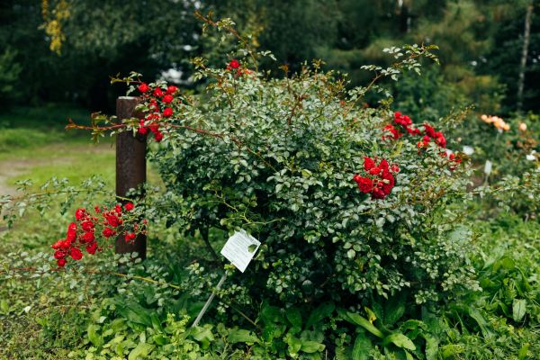 Rose Bush Removal in Los Angeles