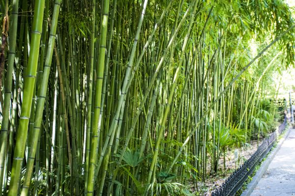 Bamboo Root Removal in Los Angeles
