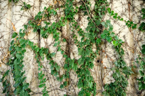 Vine Removal Service in Los Angeles