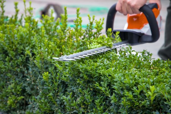 Hedge Shearing in Los Angeles