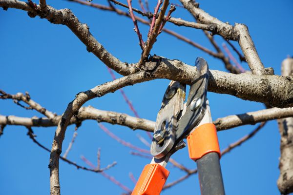 Cost of Selective Pruning in Los Angeles