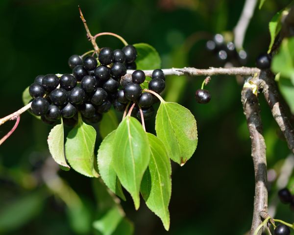 Cost of Buckthorn Removal in Los Angeles