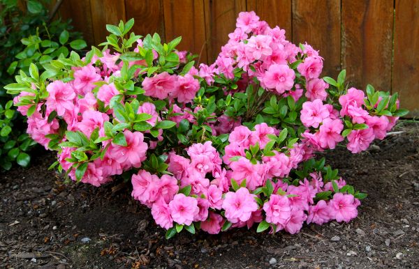 Cost of Azaleas Removal in Los Angeles