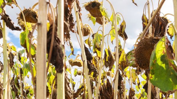 Cost of Dead Plant Removal in Los Angeles