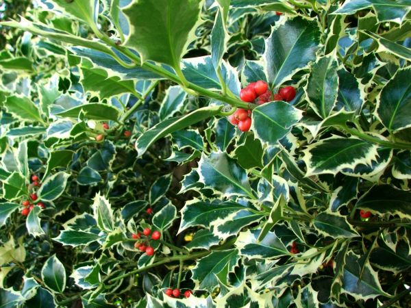 Cost of Holly Bushes Trimming in Los Angeles