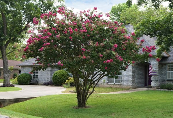 Crepe Myrtle Trimming in Los Angeles