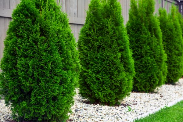 Arborvitae Removal in Los Angeles