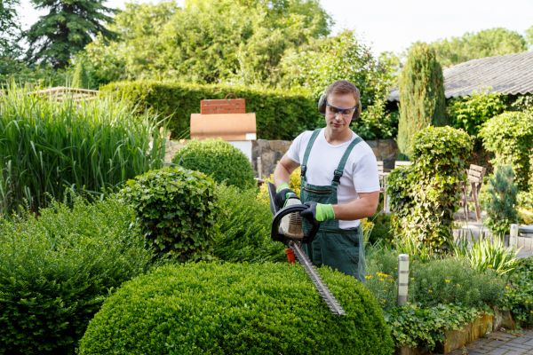 Shrubs Trimming in Los Angeles