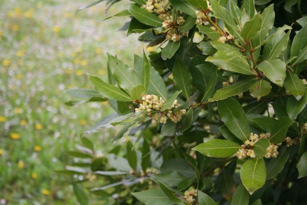 Laurel Trimming in Los Angeles