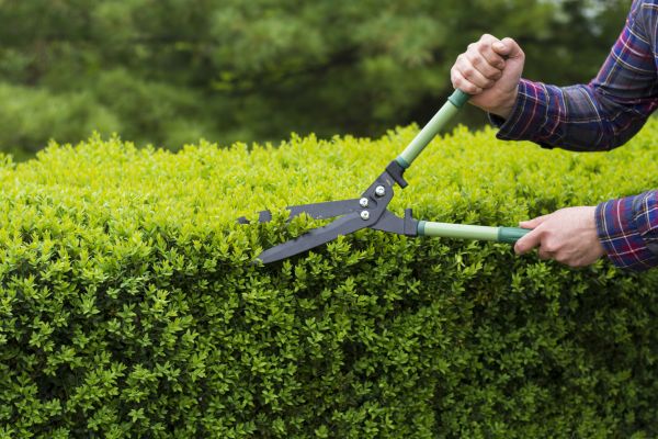 Cost of Evergreen Shrub Pruning in Los Angeles