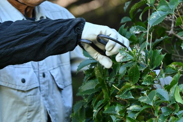 Holly Pruning in Los Angeles
