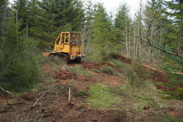 Cost of Shrubbery Clearing in Los Angeles