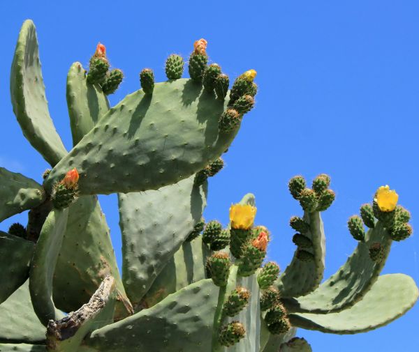 Cost of Cactus Removal in Los Angeles