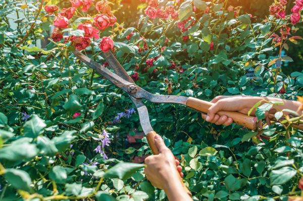 Knockout Roses Pruning in Los Angeles