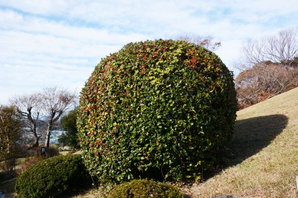 Cost of Holly Shrub Pruning in Los Angeles