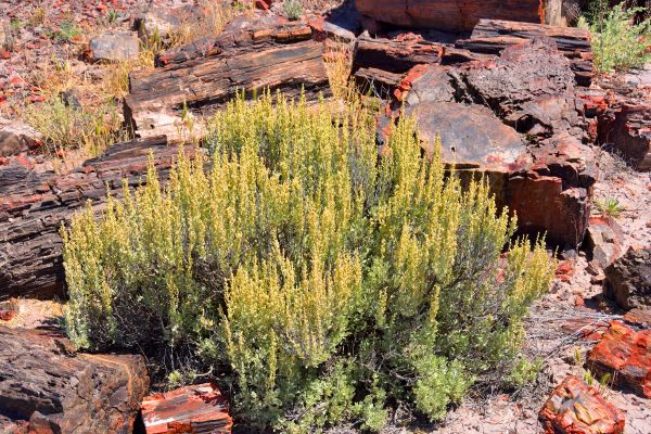 Cost of Sagebrush Removal in Los Angeles