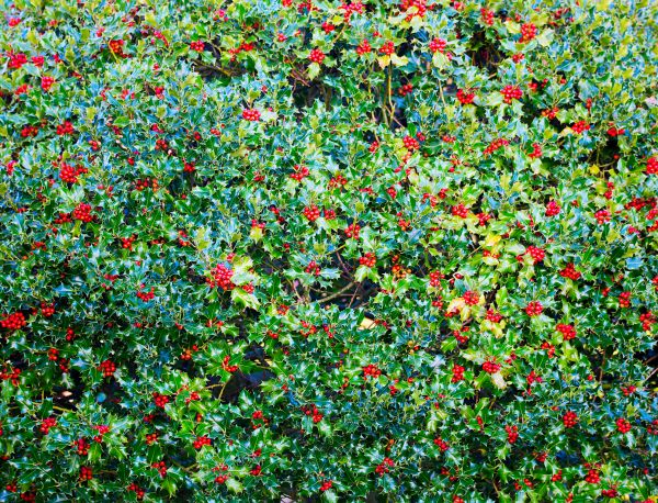 Holly Bush Removal in Los Angeles