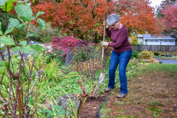 Cost of Dead Bush Removal in Los Angeles