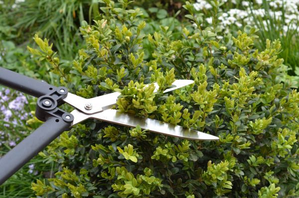 Boxwood Trimming in Los Angeles