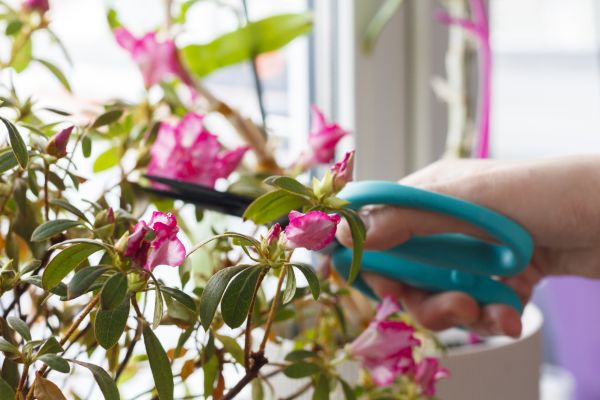 Azalea Pruning in Los Angeles