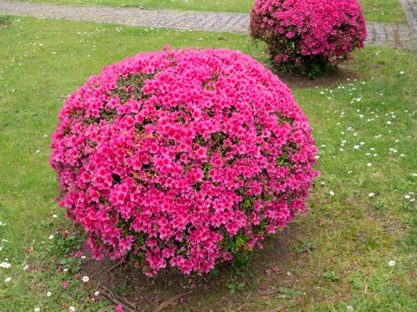 Cost of Rhododendron Pruning in Los Angeles