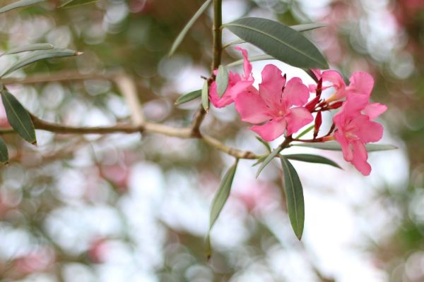Cost of Oleander Removal in Los Angeles