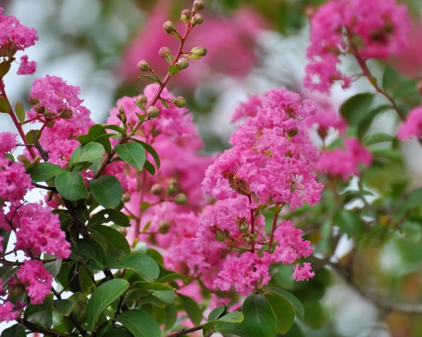 Crepe Myrtle Removal in Los Angeles