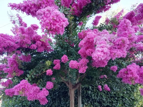 Cost of Crape Myrtle Pruning in Los Angeles