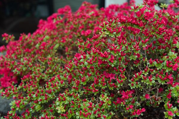 Cost of Weigela Removal Service in Los Angeles