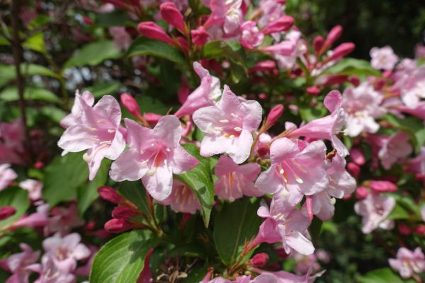 Cost of Weigela Pruning Service in Los Angeles