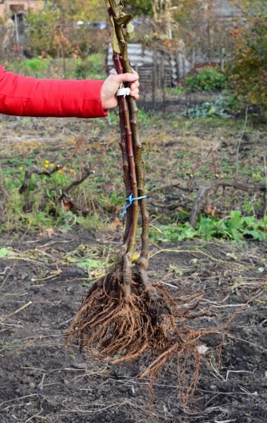Cost of Shrub Root Removal in Los Angeles