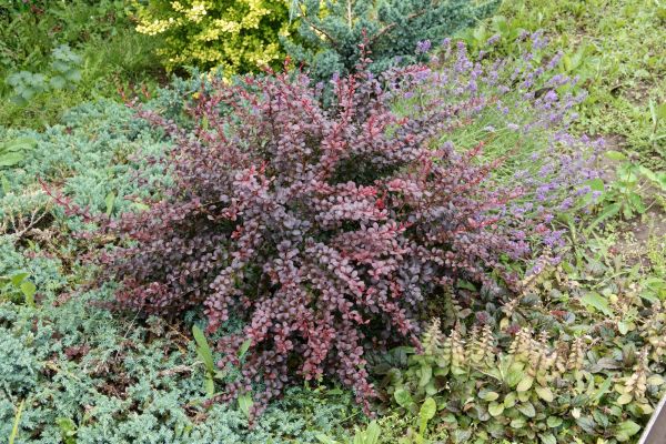 Cost of Japanese Barberry Removal in Los Angeles
