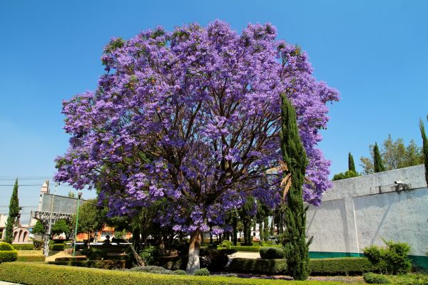 Cost of Jacaranda Pruning in Los Angeles