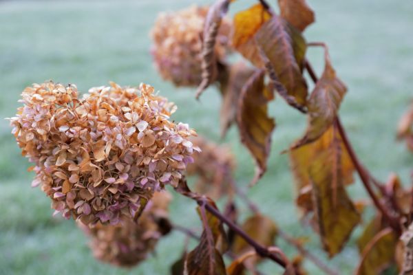 Cost of Hydrangea Removal in Los Angeles
