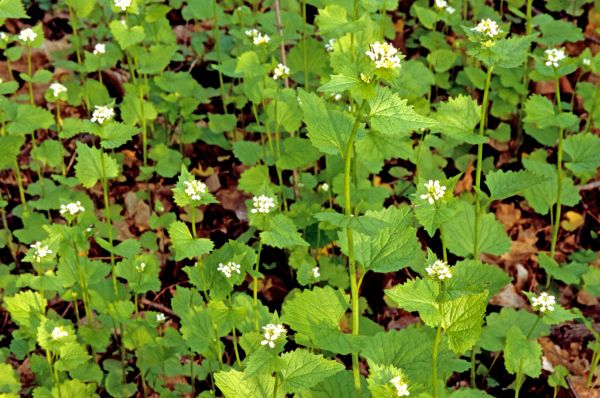 Cost of Garlic Mustard Removal in Los Angeles