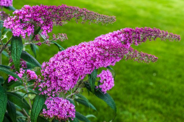 Cost of Butterfly Bush Removal in Los Angeles