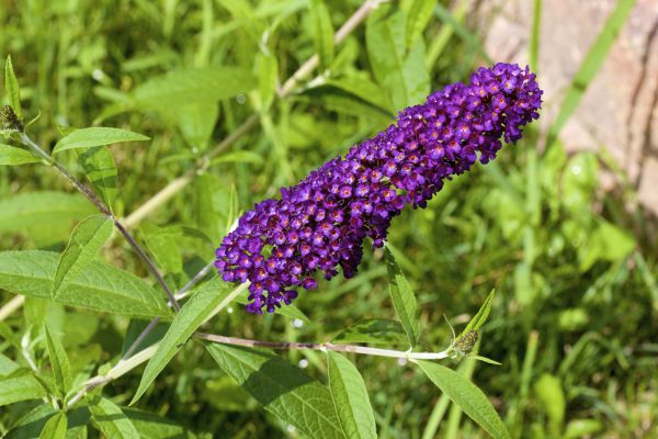 Butterfly Bush Pruning in Los Angeles