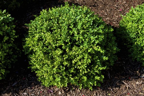 Cost of Boxwood Removal in Los Angeles