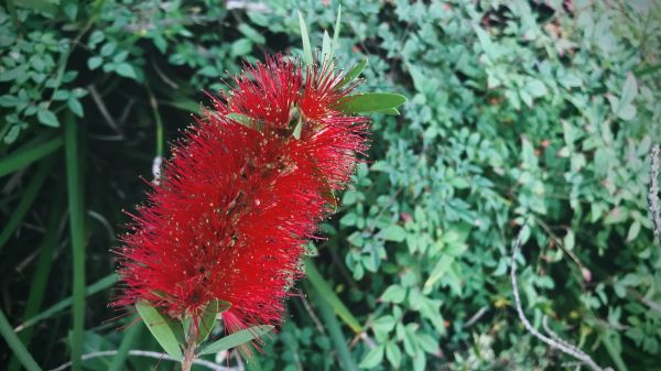 Cost of Bottlebrush Pruning in Los Angeles