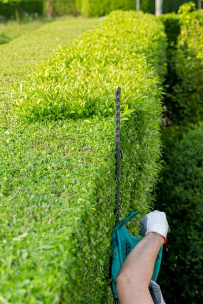 Hedge Trimming in Los Angeles